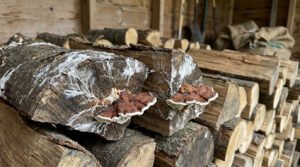 Bûches de bois de chauffage infectées par des champignons et du mycélium blanc dans un abri à bois.